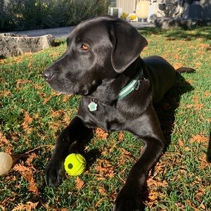 Meet your Posher, Sammy